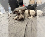 Small #5 Mutt