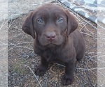 Small Photo #22 Labrador Retriever Puppy For Sale in BENTS FORT, CO, USA