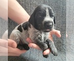 Small Photo #3 German Shorthaired Pointer Puppy For Sale in WEST GLOVER, VT, USA