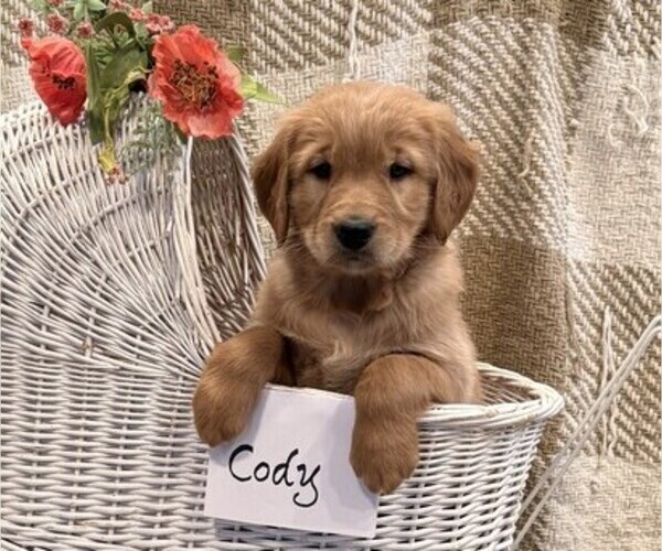 Medium Photo #4 Golden Retriever Puppy For Sale in OWEN, WI, USA