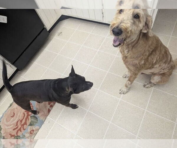 Medium Photo #4 Golden Retriever-Unknown Mix Puppy For Sale in Germantown, OH, USA