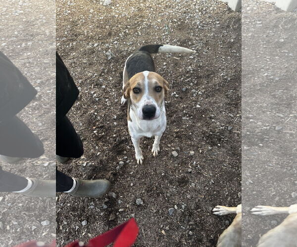 Medium Photo #2 American Foxhound-Unknown Mix Puppy For Sale in Corning, AR, USA