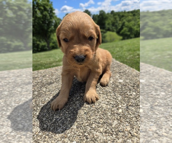Medium Photo #1 Golden Retriever Puppy For Sale in WILLIAMSTOWN, KY, USA