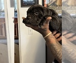 Small Photo #1 Cane Corso Puppy For Sale in FAIRBURN, GA, USA