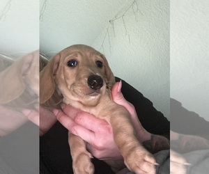 Dachshund Puppy for sale in MORELAND, GA, USA