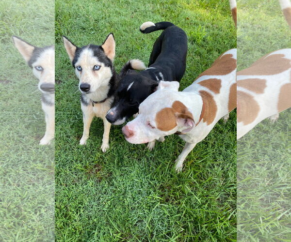 Medium Photo #4 Siberian Husky Puppy For Sale in Randleman , NM, USA