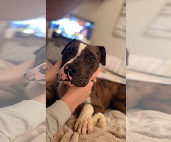 Medium Photo #5 American Staffordshire Terrier-Catahoula Leopard Dog Mix Puppy For Sale in Holly Springs, NC, USA