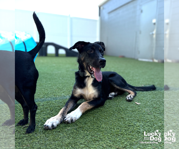 Medium Photo #6 Australian Shepherd-Unknown Mix Puppy For Sale in Washington, DC, USA