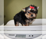 Small #4 Yorkshire Terrier