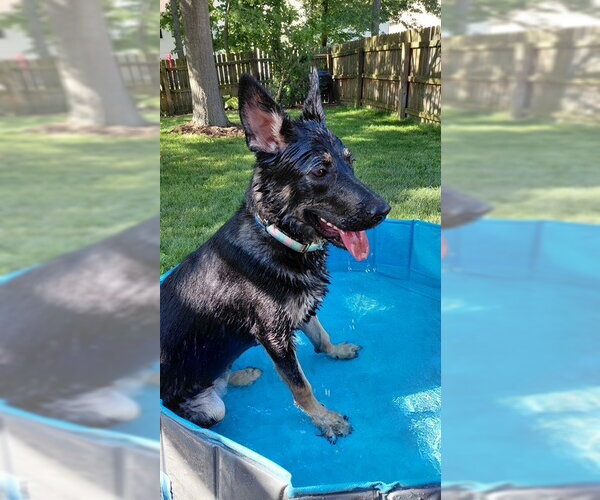 Medium Photo #2 German Shepherd Dog-Great Pyrenees Mix Puppy For Sale in Fort Wayne, IN, USA