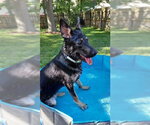 Small #1 German Shepherd Dog-Great Pyrenees Mix