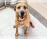Small #2 Labrador Retriever Mix
