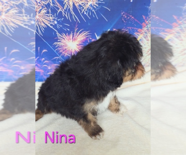 Medium Photo #3 Australian Shepherd-Poodle (Toy) Mix Puppy For Sale in AZLE, TX, USA