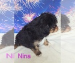 Small #2 Australian Shepherd-Poodle (Toy) Mix