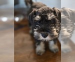 Puppy Robin Hood Schnauzer (Miniature)