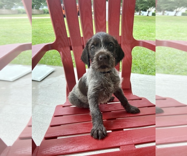 Medium Photo #3 Wirehaired Pointing Griffon Puppy For Sale in NEWPORT, NC, USA