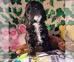 Puppy Tommyboy Cock-A-Poo-Poodle (Miniature) Mix