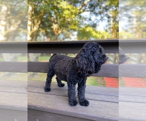 Mother of the Cocker Spaniel-Poodle (Miniature) Mix puppies born on 05/02/2025