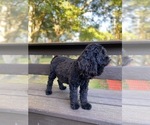 Small Photo #1 Cocker Spaniel-Poodle (Miniature) Mix Puppy For Sale in MURFREESBORO, AR, USA