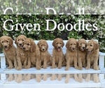 Small Photo #3 Goldendoodle Puppy For Sale in LOS ALAMITOS, CA, USA