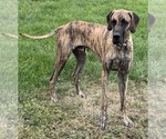 Small #19 Great Dane