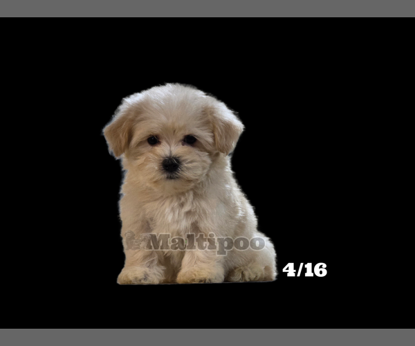 Medium Photo #8 Maltipoo Puppy For Sale in SAN DIEGO, CA, USA