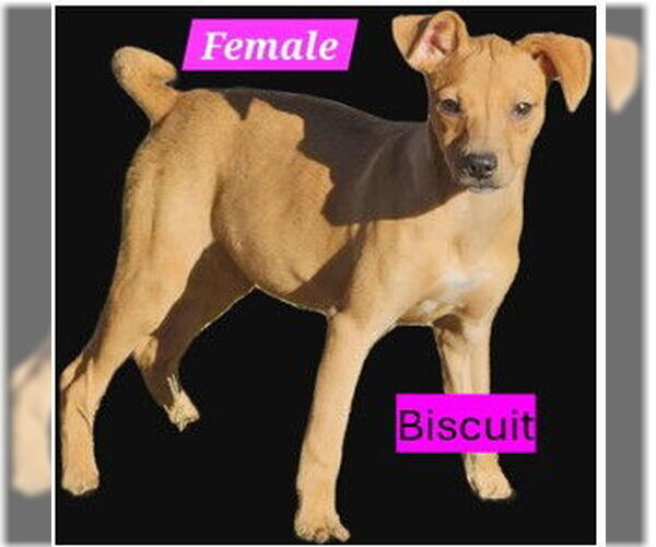 Medium Photo #1 Unknown-Whippet Mix Puppy For Sale in Sheboygan, WI, USA