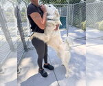 Small #1 German Shepherd Dog-Great Pyrenees Mix