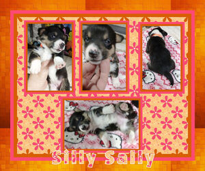 Pembroke Welsh Corgi-Scottish Terrier Mix Puppy for sale in LOGAN, NM, USA