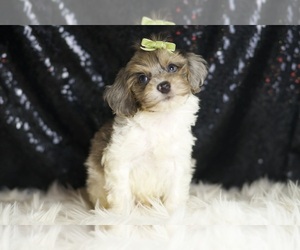 YorkiePoo Puppy for sale in WARSAW, IN, USA