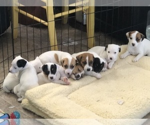 Jack Russell Terrier Puppy for sale in MONTICELLO, IN, USA