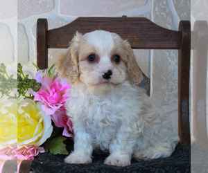 Cavachon Puppy for sale in GORDONVILLE, PA, USA