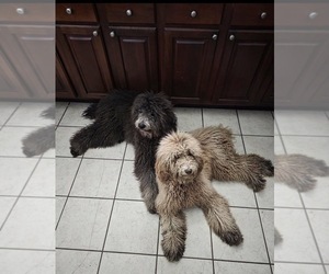 Mother of the Goldendoodle puppies born on 08/20/2026