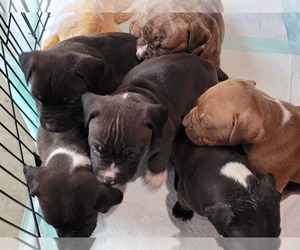 American Pit Bull Terrier-American Staffordshire Terrier Mix Puppy for sale in KING GEORGE, VA, USA