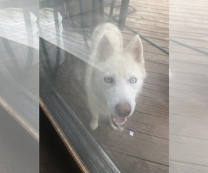 Siberian Husky Puppy for sale in ELKHART, IN, USA