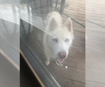 Small Siberian Husky