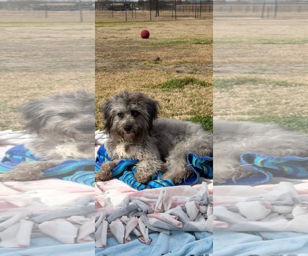 Medium Photo #2 Mutt Puppy For Sale in Dallas, TX, USA