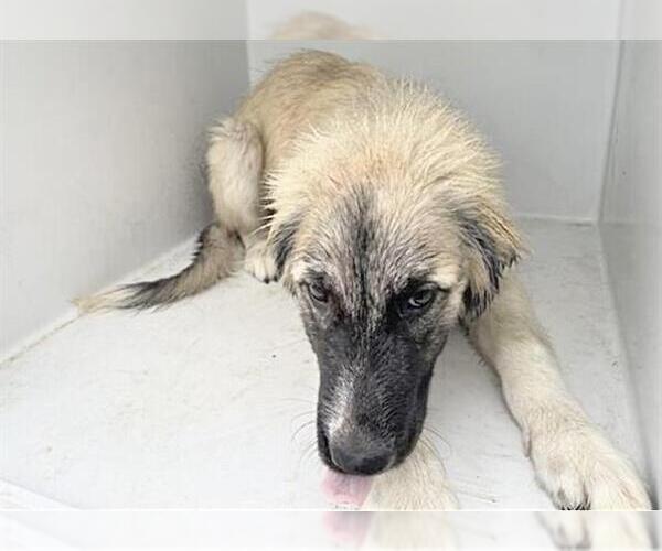 Medium Photo #1 German Shepherd Dog-Unknown Mix Puppy For Sale in Houston, TX, USA