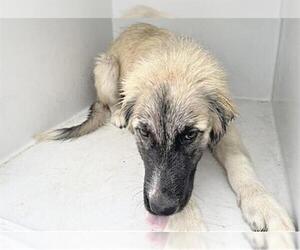 German Shepherd Dog-Unknown Mix Dogs for adoption in Houston, TX, USA