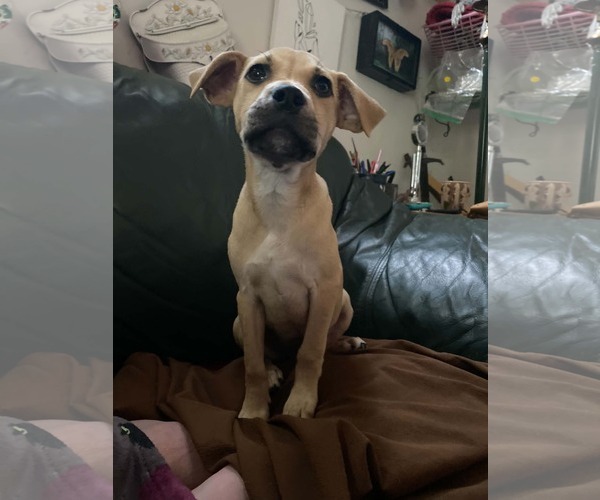 Medium Photo #1 Mutt Puppy For Sale in Sheboygan, WI, USA