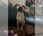 Small Mutt