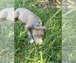 Small Labrador Retriever Mix