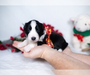 Border Collie Puppy for sale in CONWAY, MO, USA