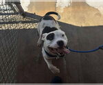 Small #3 American Pit Bull Terrier Mix
