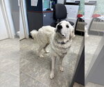 Small #2 Great Pyrenees