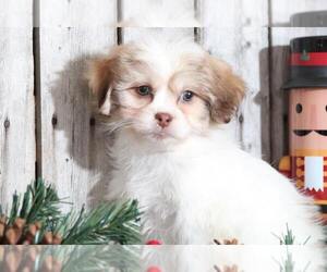 Zuchon Puppy for sale in MOUNT VERNON, OH, USA