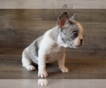 Small Photo #14 French Bulldog Puppy For Sale in HESPERIA, CA, USA