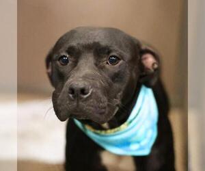 American Staffordshire Terrier-Unknown Mix Dogs for adoption in San Antonio, TX, USA