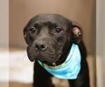 PEARL - Female American Staffordshire Terrier-Unknown Mix Dog for Adoption - Small photo