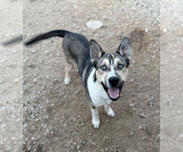 Medium Photo #3 Akita-Siberian Husky Mix Puppy For Sale in Corning, AR, USA